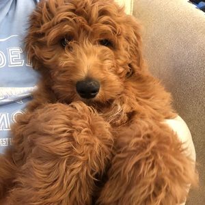 Meet your Posher, Ethan